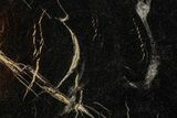 Jurassic Purbeck Fossil Wood Slab - Dorset, England #279480-1